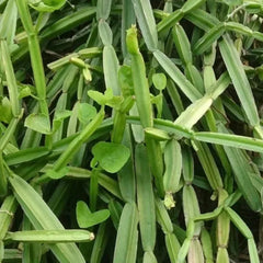 Hadjod Extract