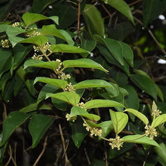 Gymnema Sylvestre