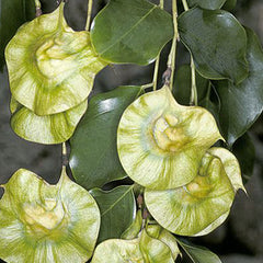 Pterocarpus Marsupium