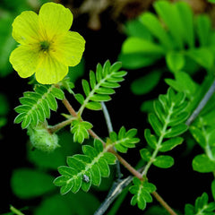 Tribulus Terrestris Extract